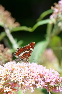 Land carder (Araschnia levana), summer generation, closed wings, underside of wings, on a summer