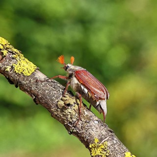 May beetle, wood cockchafer (Melolontha hippocastani), male, on a branch overgrown with lichen,