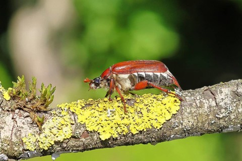 May beetle, wood cockchafer (Melolontha hippocastani), female, on a branch covered with lichen,