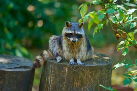 A raccoon resting on a tree trunk in the countryside, raccoon (Procyon lotor), autumn, Germany