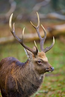 A stag with imposing antlers stands in the greenery, surrounded by forest, sika deer (Cervus