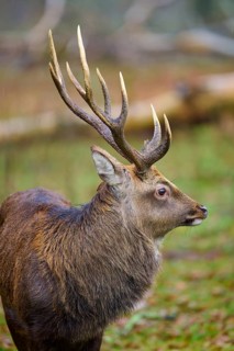 A deer with large antlers in the forest, nature appears calm and peaceful, Sika deer (Cervus