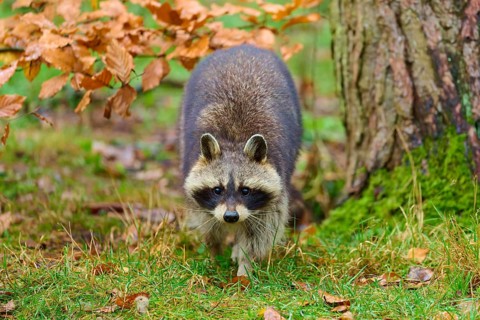 A raccoon inspects the area under a tree in the forest, raccoon (Procyon lotor), autumn, Germany