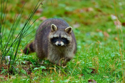 A fluffy raccoon runs across a green meadow, raccoon (Procyon lotor), autumn, Germany