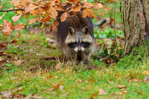 A raccoon under a tree with autumn foliage, raccoon (Procyon lotor), autumn, Germany