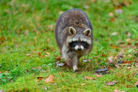 A raccoon moves across a green meadow with autumn leaves, raccoon (Procyon lotor), autumn, Germany