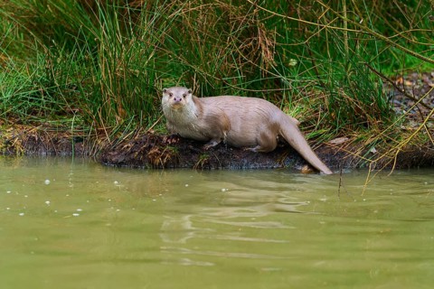 An otter sits attentively at the water's edge, otter (Lutra lutra), Hesse, Germany