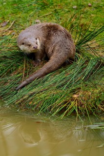 An otter sits by the water with its reflection visible, otter (Lutra lutra), Hesse, Germany