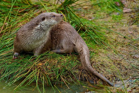 An otter resting on a grassy riverbank, otter (Lutra lutra), Hesse, Germany