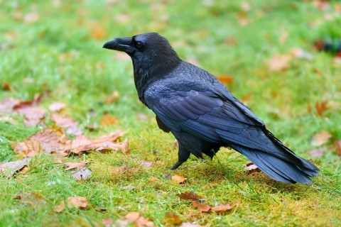 Raven standing in a meadow with autumn leaves, side view with focused feathers, Raven (Corvus