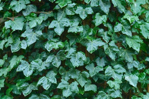 Green ivy with numerous leaves covers an area, radiates freshness and liveliness, Hesse, Germany
