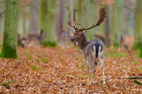 Stag standing on autumn ground in the forest, surrounded by trees, impressive antlers, European
