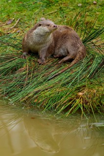 An otter on the lakeshore with its reflection in the water, otter (Lutra lutra), Hesse, Germany