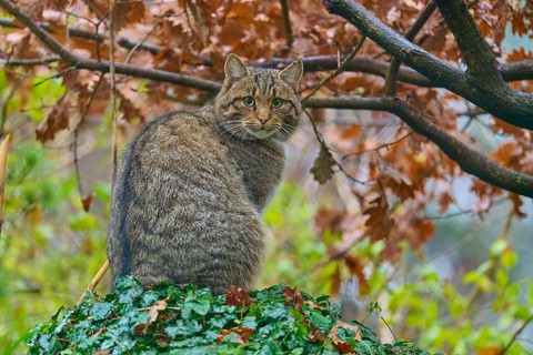 A wildcat with a view of the surroundings, surrounded by autumn leaves, European wildcat (Felis