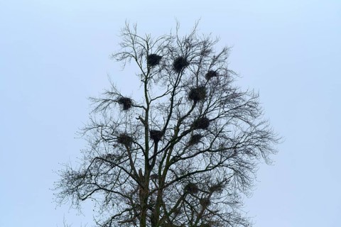 Bare tree with several nests against a clear sky, grey heron (Ardea cinerea), breeding colony,