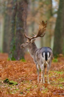 Stag seen from behind in the forest, magnificent antlers, foliage on the ground, European fallow