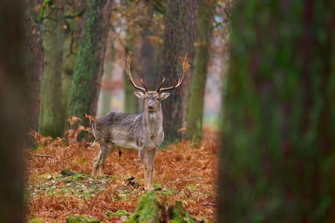 Standing stag in autumnal forest, surrounded by trees, magnificent antlers, European fallow deer