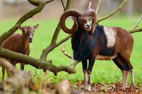 A pair of mouflons standing close together under autumnal trees in a meadow, European mouflon (Ovis