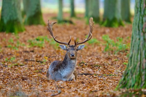 Stag sitting in the forest on leafy ground, with magnificent antlers, surrounded by trees, European