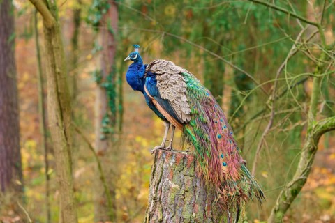 A magnificent peacock sits on a tree stump in autumn forest, its colorful feathers shimmer vividly,