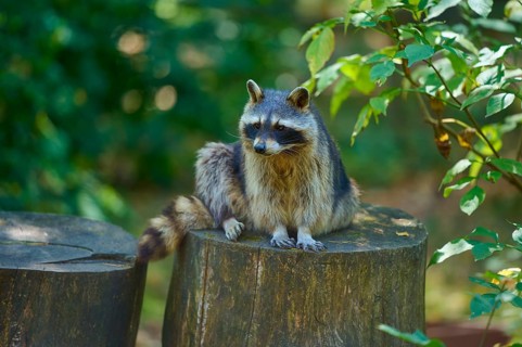 A raccoon sitting on a tree stump in the forest, raccoon (Procyon lotor), autumn, Germany