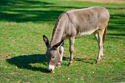 Donkey grazing on a green field in sunlight surrounded by peaceful nature, Hesse, Germany