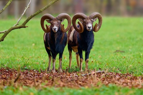Two mouflons with impressive horns standing on a green meadow in autumn, European mouflon (Ovis