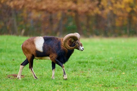 A mouflon with large horns strides across a green meadow against an autumnal background, European