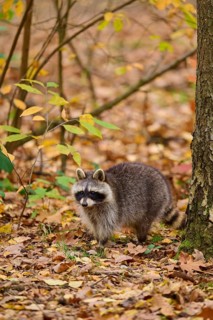 A curious raccoon stands next to a tree in autumn forest, raccoon (Procyon lotor), autumn, Germany