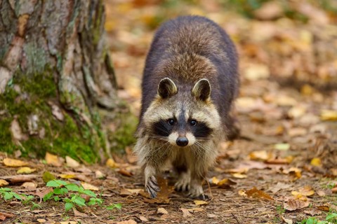 A raccoon walks on a leafy ground in autumn forest, raccoon (Procyon lotor), autumn, Germany