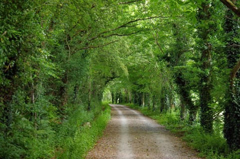 A quiet trail through a thick green forest under a canopy of leaves, Cornwall, Camel Trail, United