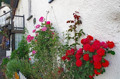 Vivid roses bloom against a white house façade in a picturesque village, Cornwall, United Kingdom