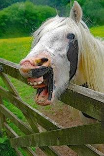 A white horse makes a funny face behind a wooden fence in a green field, humor, Irish Tinker,
