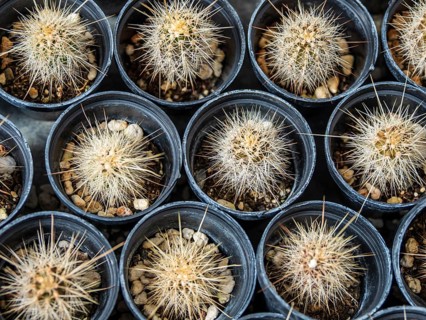 Cultivation of cacti, botanical garden, Cactus y Otras Suculentas 'Mora i Bravard', village