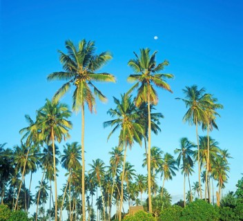 Moon and palm trees on Mikadi Beach, Dar es-Salaam, Tanzania, Africa, June 2000, vintage, retro,
