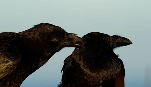 Raven (Corvus corax), social body plough, semi-desert, Fuerteventura, Spain