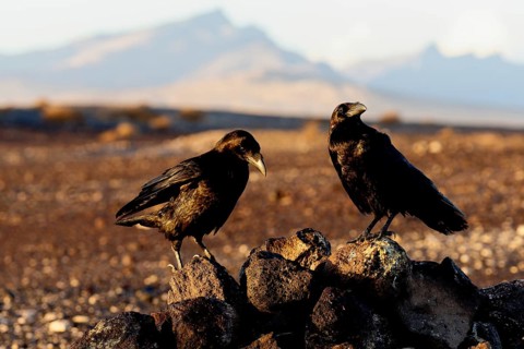 Raven (Corvus corax), semi-desert, Fuerteventura, Spain