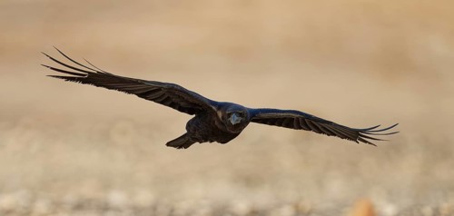 Raven (Corvus corax), flight, semi-desert, Fuerteventura, Spain