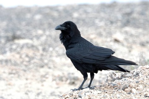 Common raven (Corvus corax) Semi-desert, Fuerteventura, Spain