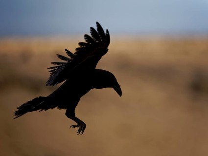 Raven (Corvus corax), backlight, silhouette, Fuerteventura, Spain