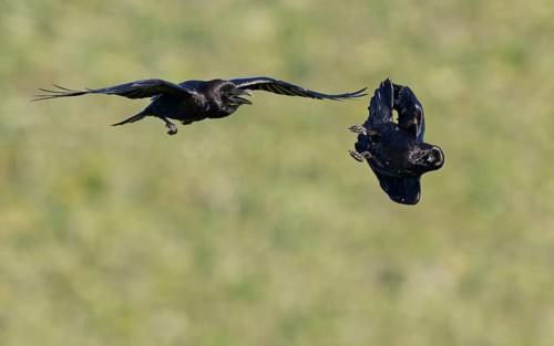Common ravens (Corvus corax), flying games, Extremadura, Spain