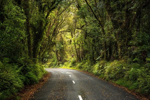 Road to North Egmont Visitor Centre. Forest with gnarled trees, mosses, ferns and lichens. Egmont