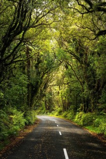 Road to North Egmont Visitor Centre. Forest with gnarled trees, mosses, ferns and lichens. Egmont