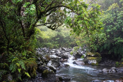 The Kapuni Stream river in the Dawson Falls area, with trees and ferns. Egmont National Park,