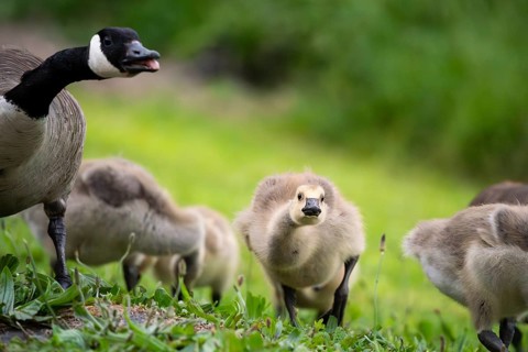 Canada goose (Branta canadensis) and chicks in a meadow. Lake Mangamahoe, North Island, New Zealand