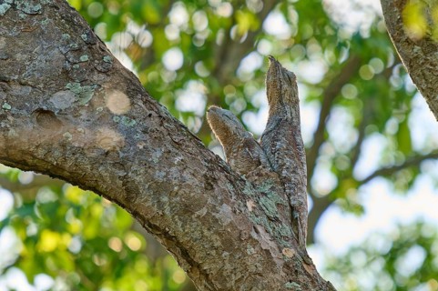 Bird with young bird the tree shape in the sunlight, surrounded by green foliage, Giant day