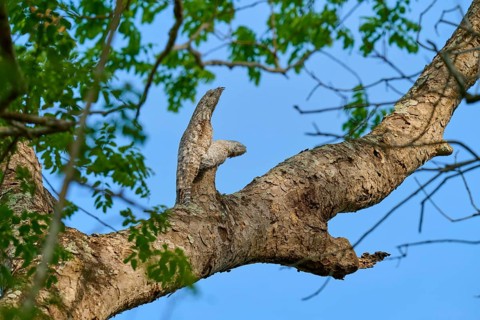 Bird with juvenile on a high branch, subtly camouflaged against the blue sky and green leaves,