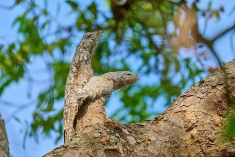Bird with juvenile, matching the colour of the tree bark, surrounded by light-flooded foliage,