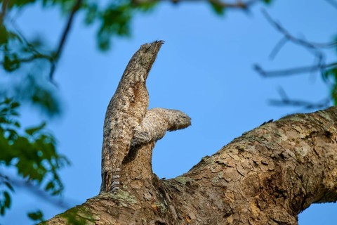 Well camouflaged bird with juvenile on a tree branch, melting into the bark under a blue sky, giant