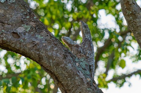 The bird with juvenile melts into the tree bark under dense, green leaves, giant day dormouse